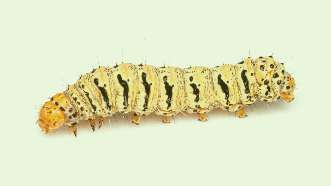 Global Cropscience Larva de Lepidoptera  